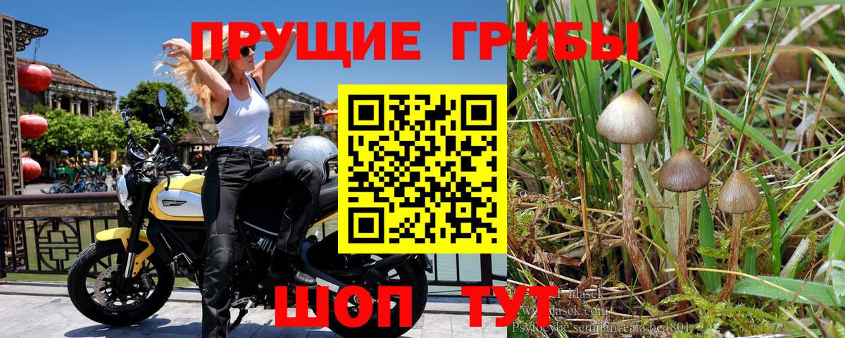 Псилоцибиновые грибы GOLDEN TEACHER  Вход с VPN  Хабаровск 